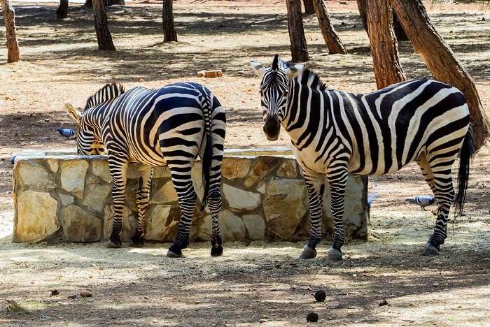 Best Zoos In Turkey