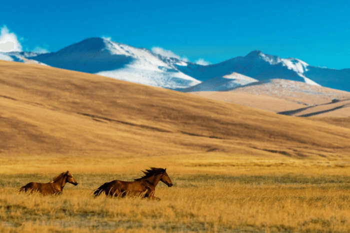 wildlife in Kazakhstan