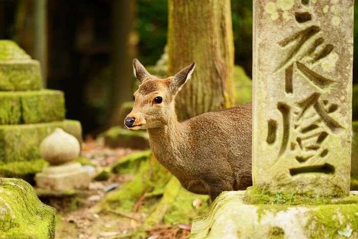 Exotic Wildlife of Japan