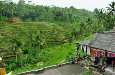 Tegallalang Rice Terraces: The Perfect Guide For All Travelers!