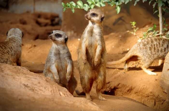 Activities Offered At Ramat Gan Safari In Israel