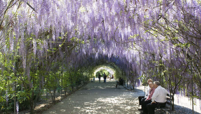 Adelaide botanical garden