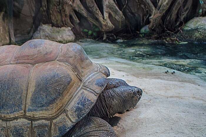 Seychelles Giant Tortoises Giant Tortoises