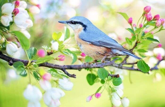 Beautiful Bird view