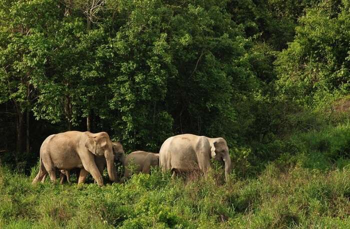  Wild Elephant Thailand Asia Nature