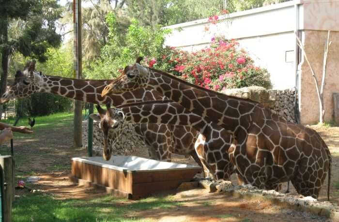 Best Time To Visit Ramat Gan Safari In Israel