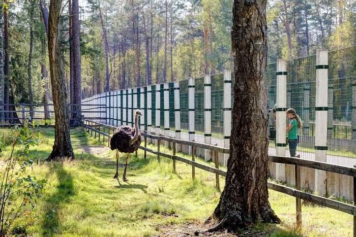 Białowieża_Forest_Ostrich