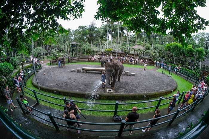 Amazing Elephant Safari Park North Ubud
