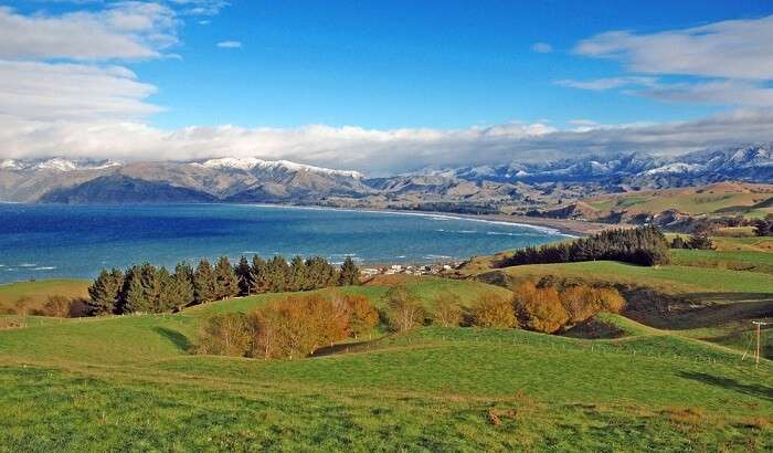 are dogs allowed in national parks nz