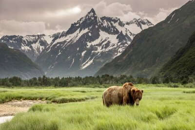 Wildlife In Alaska
