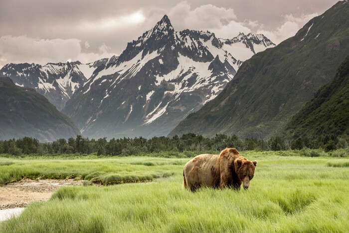 Amazing Alaska Animals