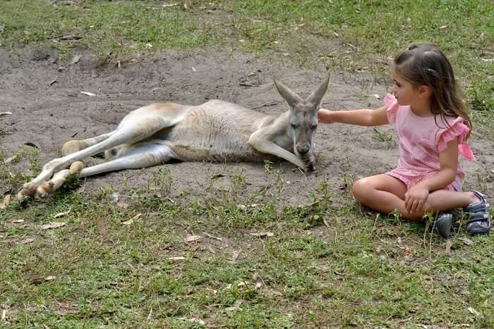 Wildlife In Gold Coast