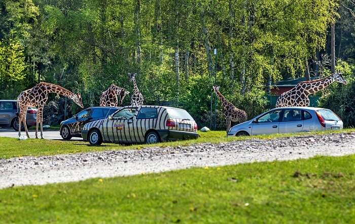 They are family: 3 bears relax at a German zoo