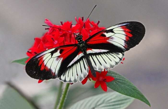 Explore the Butterfly World
