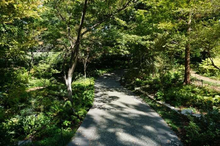 Ferndell Trail