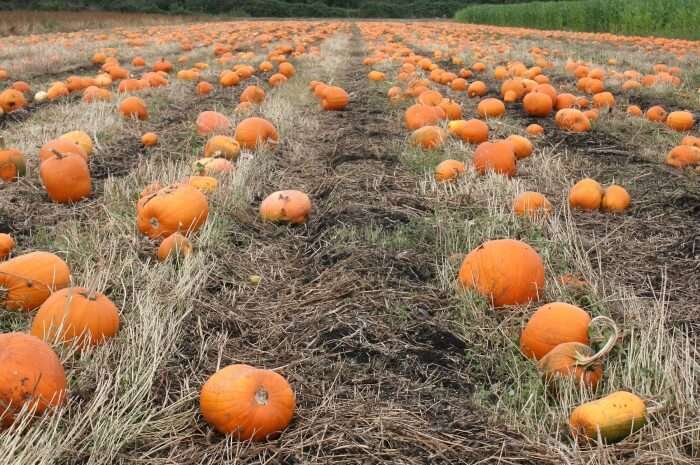 Galey Farms, British Columbia