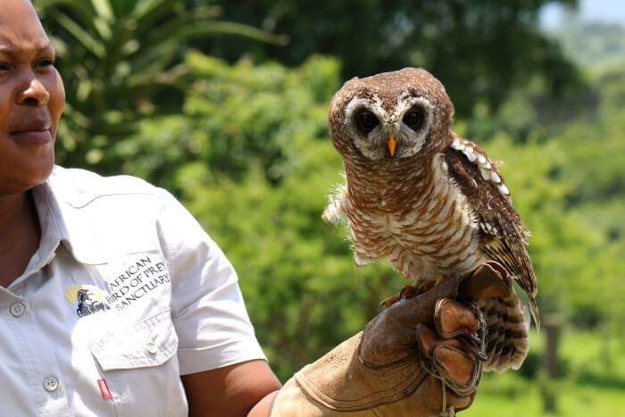 Go for African bird watching in the African Bird of Prey Sanctuary
