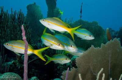 Gorgonian Garden