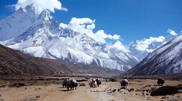 Himalayan_yaks_in_the_Everest_region