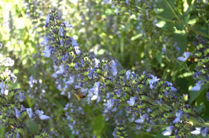 KwaZulu-Natal National Botanical Garden