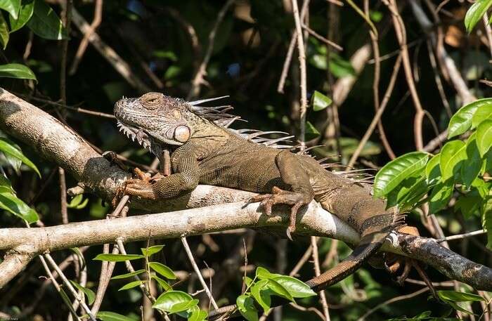 Reptile Tropics Lizard