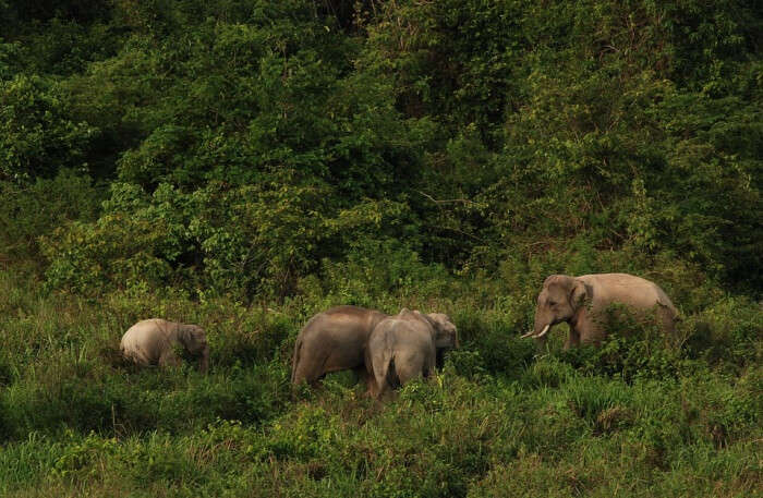 Elephants Group View