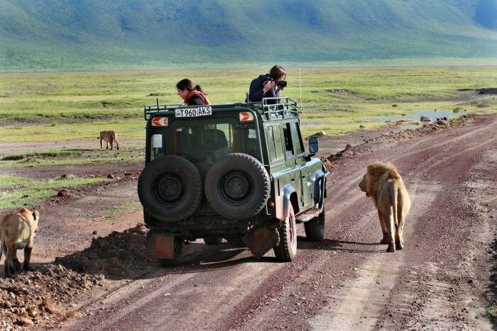 safari experience near cape town