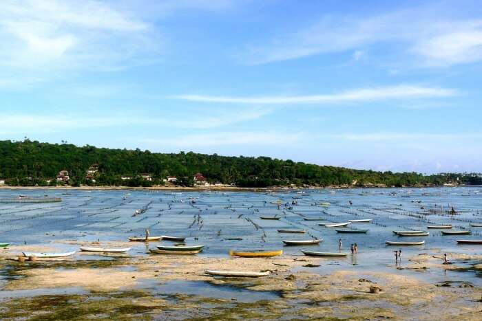 Seaweed Farming Of Nusa Lembongan
