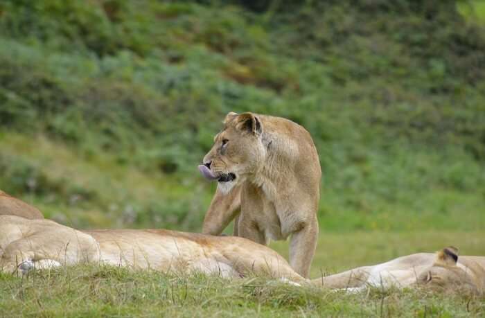 See-the-famous-African-Lion-Safari
