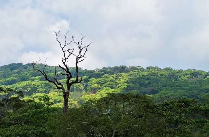 Sinharaja Forest Reserve Information