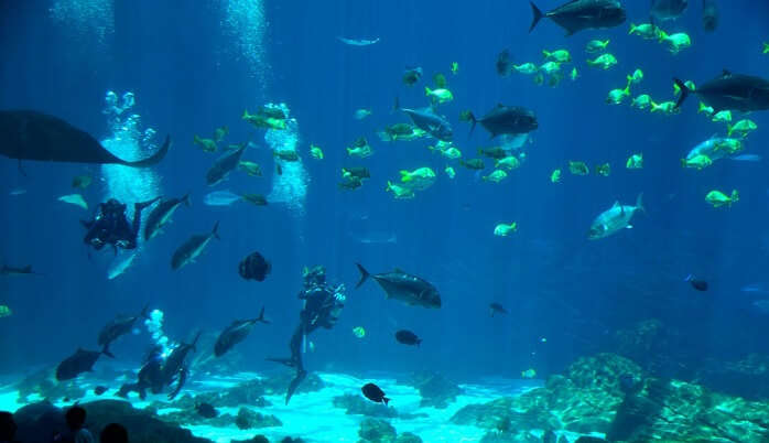 Snorkeling In Cape Town