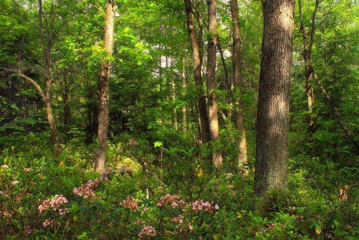 Vibrant Flower Forest