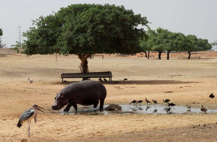Tips For Visiting Ramat Gan National Park