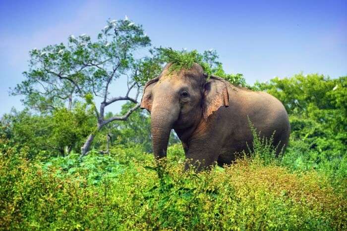 Udawalawe National Park Cover