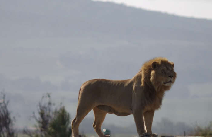 Visit the amazing wild cats at Drakenstein Lion Park