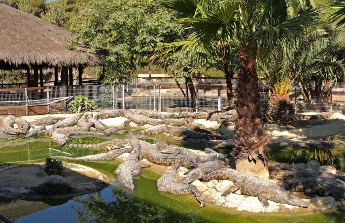 Visit the crocodile park