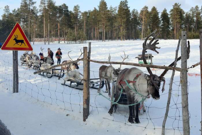 Visit the reindeers at a Reindeer Farm