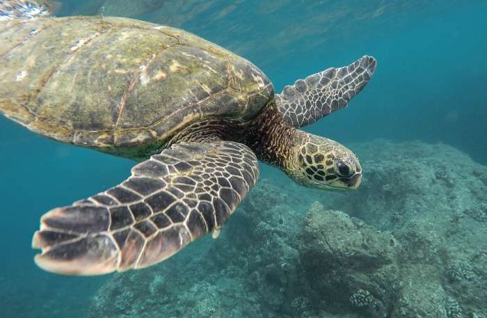 Turtles view