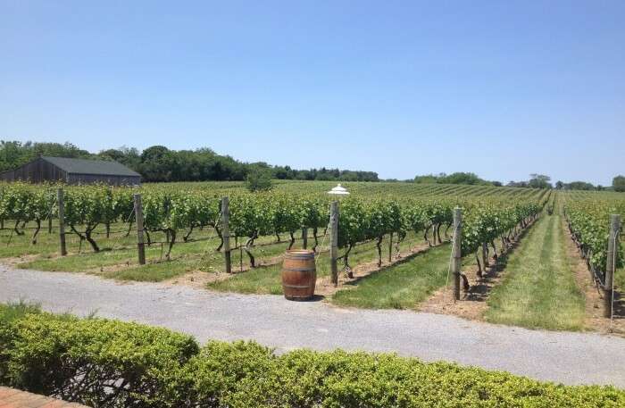 Wineries At Long Island