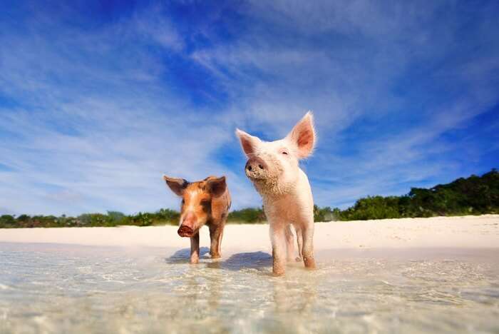bahamas Swimming with pigs