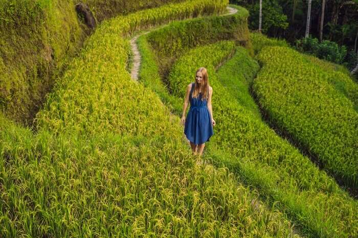 Exotic Tegallalang Rice Terraces