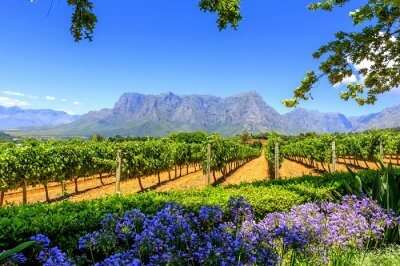 Amazing Cape Winelands