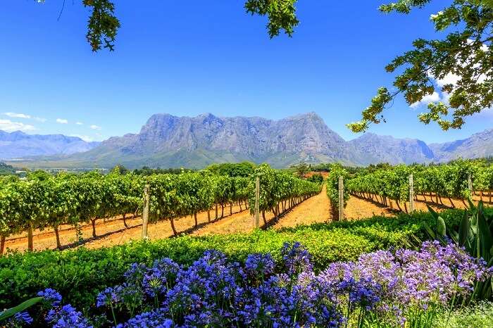 Cape Winelands A Handy Guide For A Heartwarming Holiday 6986