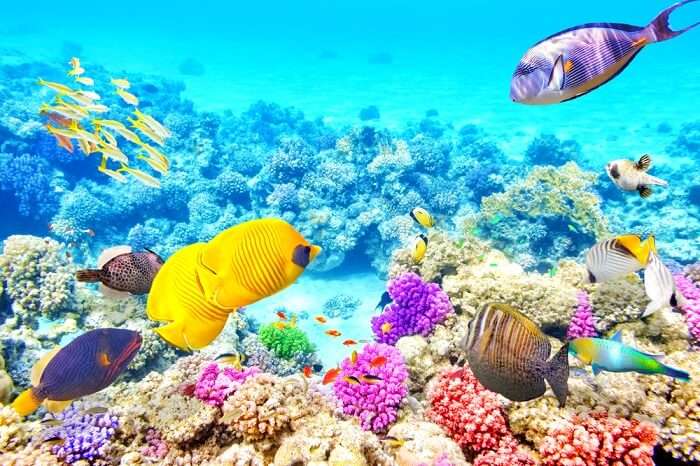 Great Barrier Reef In Australia: All About The Stunning Reef!