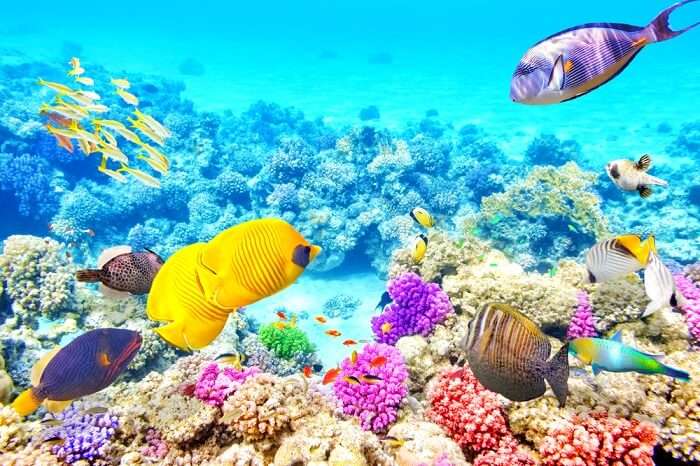 Great Barrier Reef In Australia All About The Stunning Reef - 