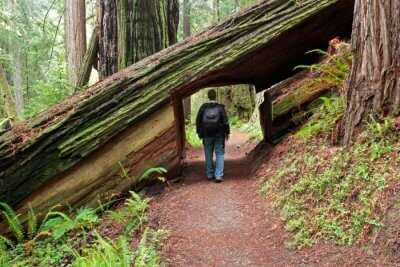 Hiking Trails in Northern California