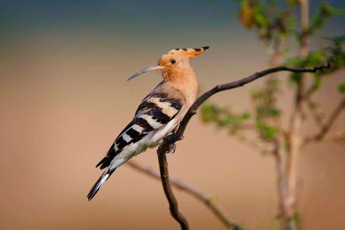 israel wildlife