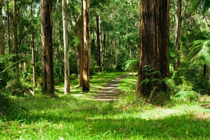 Dandenong Ranges National Park Walks