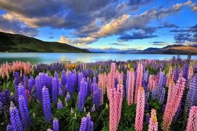 new zealand south island booking