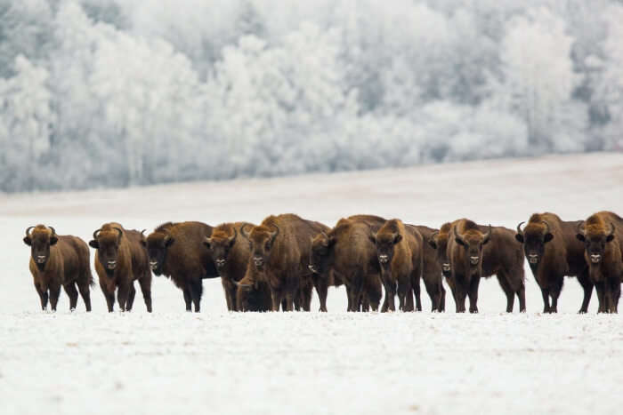 poland wildlife